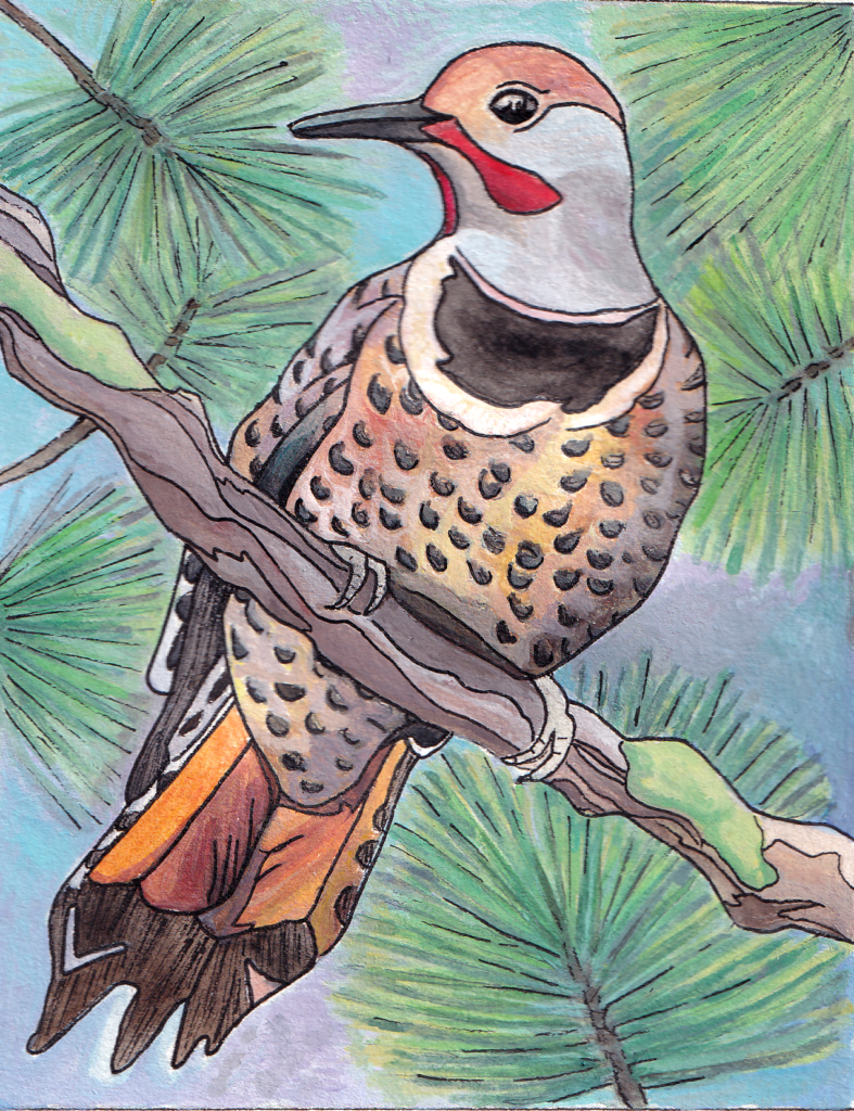 Commission a unique painting from Above Treeline Art - perhaps one of your favourite bird, like this one of a Northern Flicker